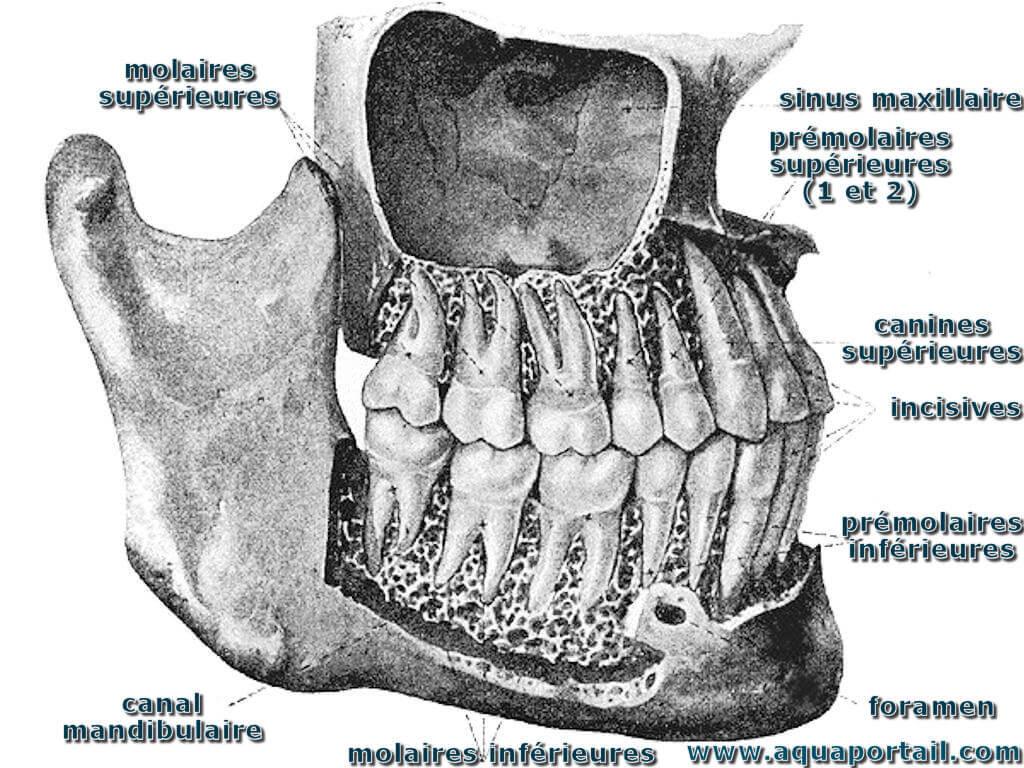 Les Noms des Dents : Un Aperçu de l’Anatomie Dentaire