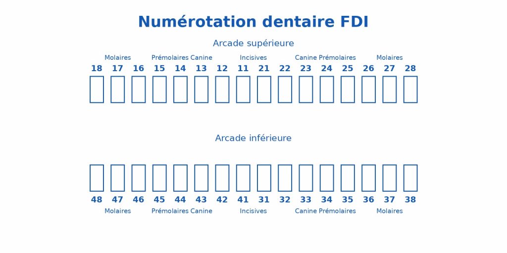 schéma numérotation des dents système FDI dentition adulte