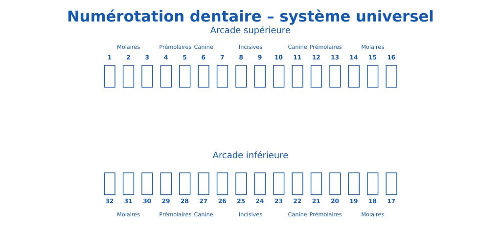 Schéma de numérotation des dents selon le système universel avec les 32 dents permanentes